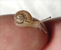 limaco